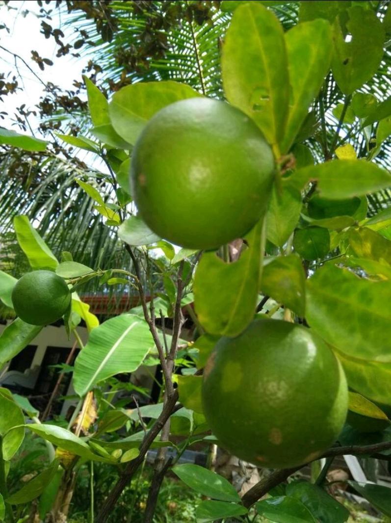 Amron Resort Sigiriya Eksteriør bilde