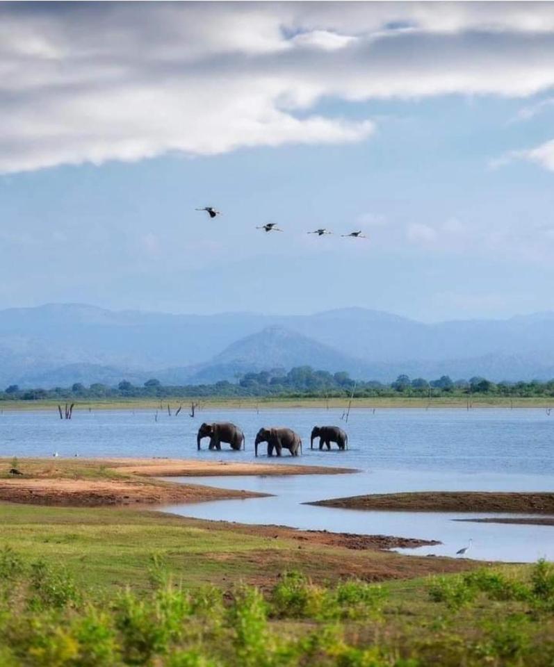 Amron Resort Sigiriya Rom bilde